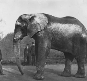 Vintage story: Jumbo το ελεφαντάκι - Η αληθινή ιστορία του θρυλικού ελέφαντα - σταρ με το τραγικό τέλος 