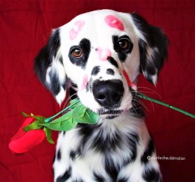 Το όνομα του; Charlie: Ο σκύλος Δαλματίας που έχει καρδιές γύρω από τα μάτια του! (ΦΩΤΟ - ΒΙΝΤΕΟ)