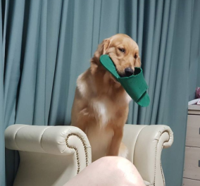 Viral βίντεο με αξιολάτρευτο σκυλάκι να παρακολουθεί ΝΒΑ- Απολαύστε το!  - Κυρίως Φωτογραφία - Gallery - Video