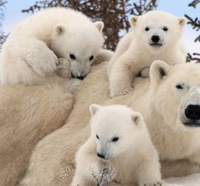 Νέα έρευνα:  Οι πολικές αρκούδες λιμοκτονούν- Το τέλος τους πλησιάζει...  - Κυρίως Φωτογραφία - Gallery - Video
