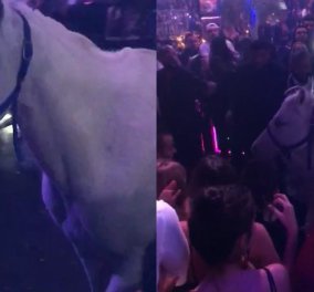 Σε κλαμπ στο Μαϊάμι προσθέσουν στο show τους ένα άλογο κι εκείνο τους εκδικήθηκε (ΒΙΝΤΕΟ)  - Κυρίως Φωτογραφία - Gallery - Video