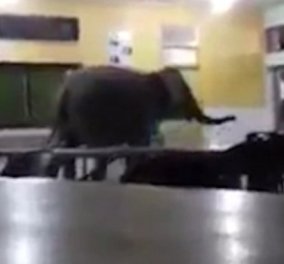 Φοβερό βίντεο με πεινασμένο ελέφαντα: Μπήκε σε σχολείο & έψαχνε για φαγητό στην καντίνα