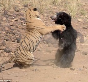 «Επική» μάχη ανάμεσα σε τίγρη και αρκούδα σε εθνικό πάρκο της Ινδίας - (ΦΩΤΟ - ΒΙΝΤΕΟ)