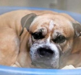 Ο σκύλος Τσίκο κατακρεούργησε τα αφεντικά του- 250.000 υπέγραψαν να μην θανατωθεί & να τον υιοθετήσουν - Κυρίως Φωτογραφία - Gallery - Video