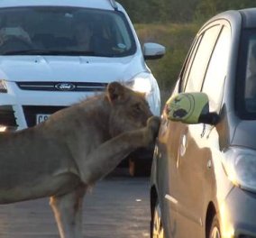 Απίστευτο βίντεο με λιοντάρι που προσπαθεί να ανοίξει πόρτα αυτοκινήτου!  