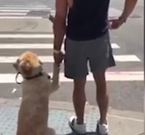 Το βίντεο της ημέρας: Απίθανος σκύλος κρατάει τον ιδιοκτήτη του από το χέρι για να περάσουν τον δρόμο!  