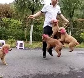 Απίθανο βίντεο με χαριτωμένα σκυλάκια να κάνουν σκοινάκι με ιδιοκτήτη τους!