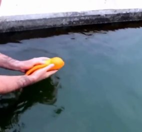 Το βίντεο που έχει γίνει viral: Ψάρι απολαμβάνει τα παιχνίδια και τα χάδια ενός άντρα! 