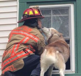 Αξιολάτρευτο βίντεο δείχνει σκύλο να φυλάει τον πυροσβέστη που τον έσωσε!  - Κυρίως Φωτογραφία - Gallery - Video