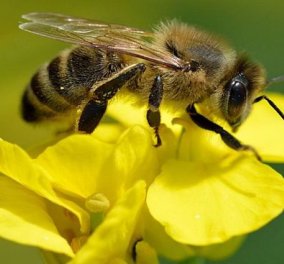 Περίεργο αλλά καταπληκτικό! Οι μέλισσες μπορούν να κατανοήσουν το μηδέν!  - Κυρίως Φωτογραφία - Gallery - Video