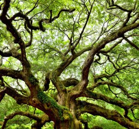 Που βρίσκεται το γηραιότερο δένδρο στην Ευρώπη - Ένα ελληνικό στην Πίνδο άνω των 1000 ετών  - Κυρίως Φωτογραφία - Gallery - Video