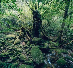 Shiratani Unsuikyo: Μέσα στο εντυπωσιακό αρχαίο δάσος της Ιαπωνίας- Πανέμορφα δέντρα ηλικίας χιλιάδων ετών (ΦΩΤΟ) - Κυρίως Φωτογραφία - Gallery - Video