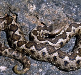 Οχιά: Όλα όσα θα θέλατε να ξέρετε & να δείτε για το δηλητηριώδες κοντό φίδι της Ελληνικής υπαίθρου - Κυρίως Φωτογραφία - Gallery - Video