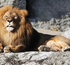 Σαν εφιάλτης η απόδραση από ζωολογικό κήπο στη Γερμανία - Λιοντάρια, τίγρεις και πούμα βγήκαν στους δρόμους