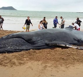 Ταϊλάνδη: Το πλαστικό σκότωσε μία ακόμη φάλαινα- Είχε καταπιεί 80 σακούλες! (ΒΙΝΤΕΟ) - Κυρίως Φωτογραφία - Gallery - Video
