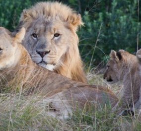 Αγέλη με λιοντάρια κατασπάραξε 3 λαθροθήρες σε πάρκο αγρίων ζώων στη Ν. Αφρική (ΦΩΤΟ)