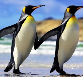 Σαν ερωτευμένοι πιγκουίνοι κυριολεκτικά - Δείτε τους πιασμένους «χέρι-χέρι» (Φώτο & Βίντεο) - Κυρίως Φωτογραφία - Gallery - Video