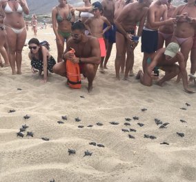 "Γεννητούρια" στην Κρήτη -«Έσκασαν μύτη» τα πρώτα χελωνάκια στα Φαλάσαρνα (φωτο)