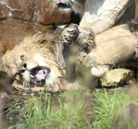 Oι λέαινες επιτίθενται για να σκοτώσουν το αρσενικό λιοντάρι - Βίντεο που κόβει την ανάσα    