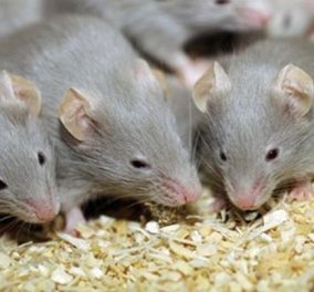  Γεννήθηκαν τα πρώτα ποντίκια από από γονείς ίδιου φύλου – Μπαμπάδες ποντικοί με παρένθετη μητέρα!