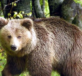 Καστοριά: Η μεγαλύτερη αρκούδα που είχε καταγράψει ο «Αρκτούρος» έχασε τη ζωή της - Είχε βάρος 390 κιλών (Φωτό) - Κυρίως Φωτογραφία - Gallery - Video