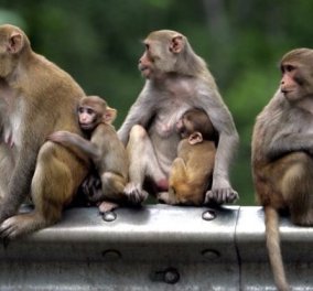 Πίθηκοι λιθοβόλησαν με βροχή από τούβλα και σκότωσαν 72χρονο στην Ινδία
