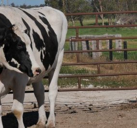 Γνωρίστε την μεγαλύτερη αγελάδα του πλανήτη! Ζυγίζει 1360 κιλά & είναι μόνη της μηχανή γάλακτος 