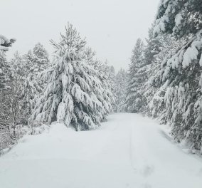 Λευκό τοπίο το Καταφύγι Βελβεντού - Kλειστά τα σχολειά σε Φλώρινα, Γρεβενά και Κοζάνη λόγω της χιονόπτωσης (Φωτό) - Κυρίως Φωτογραφία - Gallery - Video