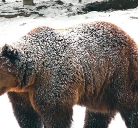 Μια αρκουδίτσα σε βίντεο έφερε κοντά και συγκίνησε τον Πάνο Καμμένο και τον Άδωνι Γεωργιάδη - Κυρίως Φωτογραφία - Gallery - Video