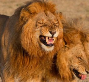 Εδώ βλέπουμε δυο λιοντάρια να ξεκαρδίζονται στα γέλια καθώς κουτσομπολεύουν στην βόλτα τους (φωτό)