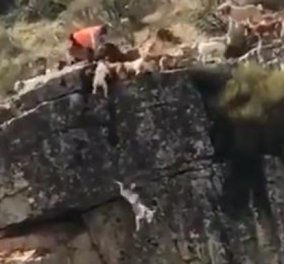 Σκληρές εικόνες που κάνουν τον γύρο του κόσμου: 12 σκυλιά πέφτουν στον γκρεμό κυνηγώντας ελάφι που μαχαιρώνει ο κυνηγός (βίντεο) - Κυρίως Φωτογραφία - Gallery - Video