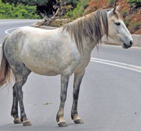 Βόλος: Άλογο βγήκε... τσάρκα στην Εθνική και κάλπαζε προς Θεσσαλονίκη! - Κυρίως Φωτογραφία - Gallery - Video