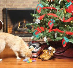 Απίστευτο: Σκύλος στολίζει χριστουγεννιάτικο δέντρο και είναι ότι πιο όμορφο έχουμε δει! - Κυρίως Φωτογραφία - Gallery - Video