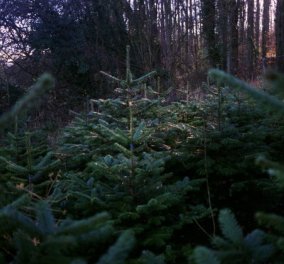 The Story of a Christmas tree: Καρέ - καρέ η σύντομη ζωή και το τέλος ενός πανέμορφου Χριστουγεννιάτικου δέντρου! - Κυρίως Φωτογραφία - Gallery - Video