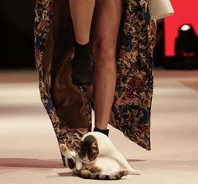 Γάτα "εισέβαλε" σε fashion show και έδειξε στα μοντέλα πως να... περπατούν σωστά! - Κυρίως Φωτογραφία - Gallery - Video