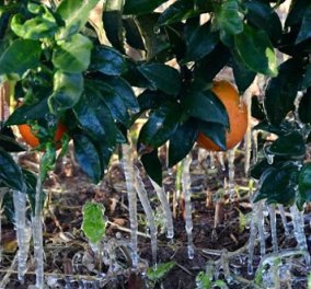 Άργος: Πάγωσαν μέχρι και τα πορτοκάλια - Στους -4°C η θερμοκρασία (Φωτό) - Κυρίως Φωτογραφία - Gallery - Video