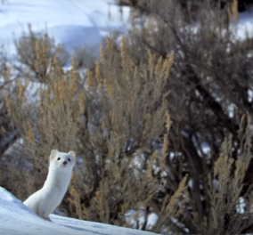 Απολαυστικό βίντεο με πανέξυπνη νυφίτσα να κυνηγάει ένα λαγό στα χιόνια! 