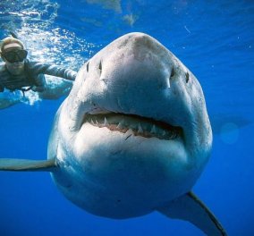 Καθηλωτικά πλάνα τράβηξαν δύτες από τον μεγαλύτερο λευκό καρχαρία! 50 ετών φαρδύς & παχύς μάλλον έγκυος 