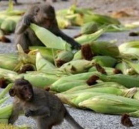 Κινέζοι επιστήμονες κλωνοποίησαν γενετικά τροποποιημένες μαϊμούδες - Κυρίως Φωτογραφία - Gallery - Video