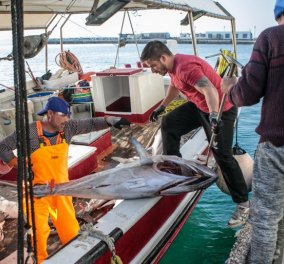Νάξος: Πάνω από 300 κιλά ψάρια έφεραν με το αλιευτικό τους - Τόνοι τα περισσότερα βγήκαν με γερανό (φωτό & βίντεο) - Κυρίως Φωτογραφία - Gallery - Video