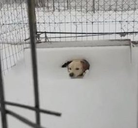 Θλίψη και οργή προκαλεί το βίντεο με το σκύλο στην παγωμένη Λήμνο - Τον άφησαν δεμένο έξω στο χιόνι!