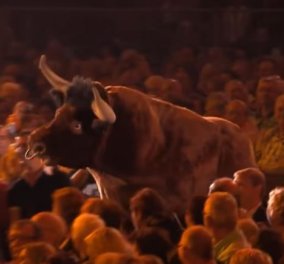 Βίντεο: Πάγωσαν οι θεατές της συναυλίας – Ταύρος μαινόμενος εναντίον κυρίας που φοράει κόκκινο φουστάνι