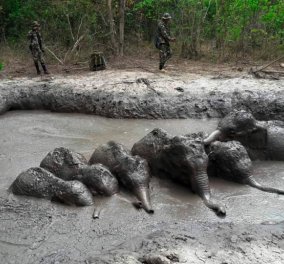 Ταϊλάνδη: Έξι ελεφαντάκια έπεσαν σε λάκκο με λάσπη - Η συγκινητική διάσωση καρέ - καρέ (φώτο -βίντεο) - Κυρίως Φωτογραφία - Gallery - Video