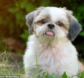 Βρετανία: Σκύλος πέθανε από τροπική νόσο που μπορεί να μεταδοθεί σε άνθρωπο