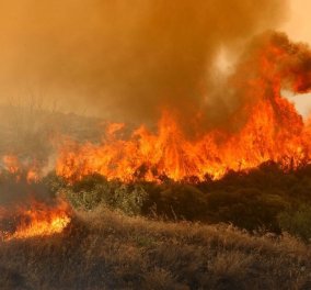 Μαίνεται η φωτιά στο δάσος της Στροφυλιάς – Καμμένα πάνω από 2.000 στρέμματα - Κυρίως Φωτογραφία - Gallery - Video