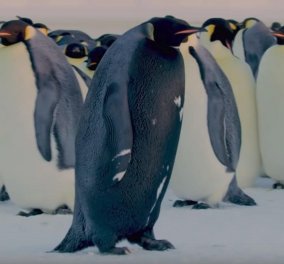 «Αποκαλυπτήρια» του BBC σε ένα από τα πιο σπάνια είδη ζώων: Γνωρίστε τον μαύρο αυτοκρατορικό πιγκουίνο (βίντεο)