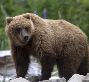 Σοκαριστικό βίντεο: Αρκούδα επιτέθηκε σε γυναίκα την ώρα που πήγε να την ταΐσει - Κυρίως Φωτογραφία - Gallery - Video