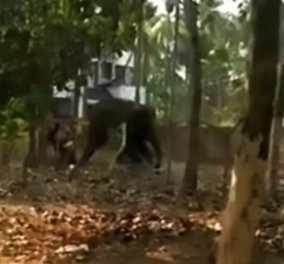 O νηστικός ελέφαντας σκότωσε ποδοπατώντας τον φροντιστή του - Γιατί δεν τον τάιζε - Κυρίως Φωτογραφία - Gallery - Video