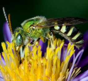 Είχε αφόρητους πόνους! Βρήκαν λοιπόν 4 μέλισσες στο μάτι 28χρονης - "Έτρωγαν" τα δάκρυα της (φώτο- βίντεο)  - Κυρίως Φωτογραφία - Gallery - Video