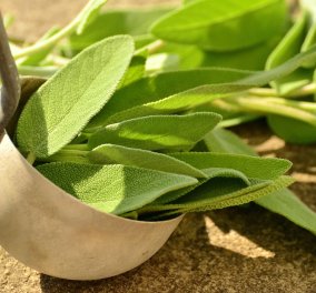 Φασκόμηλο: Το «Ελληνικό τσάι» με πλούσια διατροφική αξία &  ιδανικό συστατικό για αρκετά προϊόντα ομορφιάς